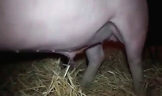arable