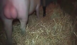 arable