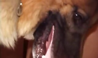 dog porn