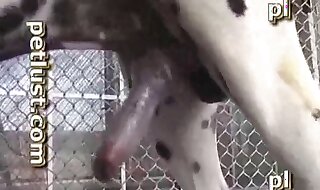 dalmatian