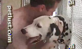 dalmatian