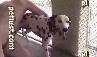 dalmatian