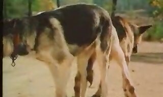 dog porn