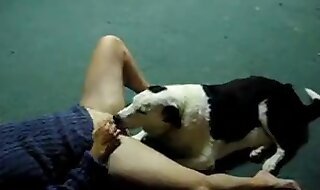 dog porn