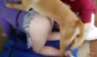 dog porn