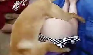 dog porn