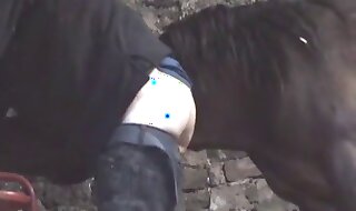 horse xxx
