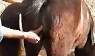 horse xxx