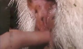 licks pussy