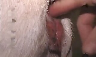 licks pussy