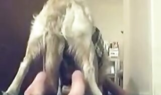 beastiality sex