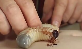 penis